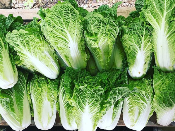 Chinese cabbage deals